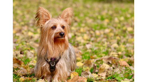 What Do Silky Terriers Die From? Causes of Death in Silky Terriers